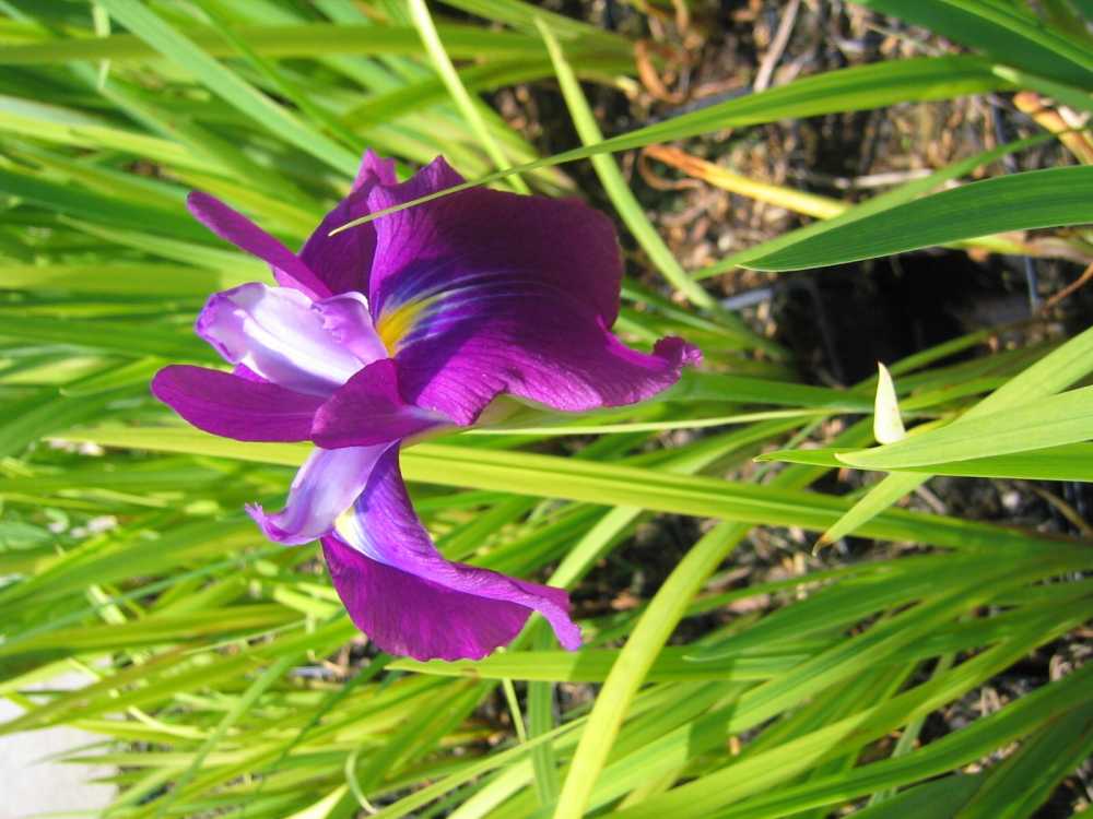 Iris ensata 'Amethyst' ((Sumpf)-Schwertlilie)